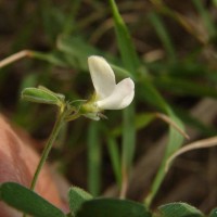 Tephrosia pumila (Lam.) Pers.